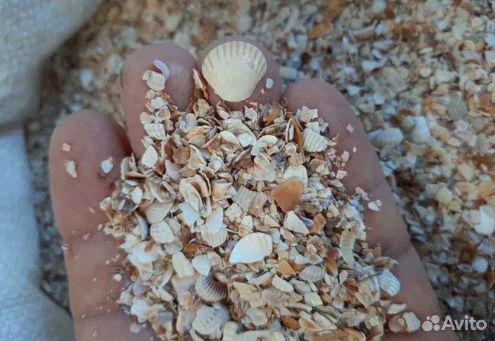 Кормовая морская ракушка