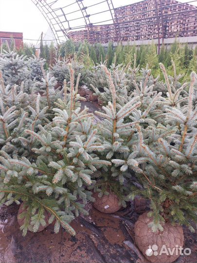 Ель голубая Глаука 80-120см