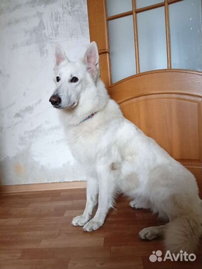 Вязка кобель