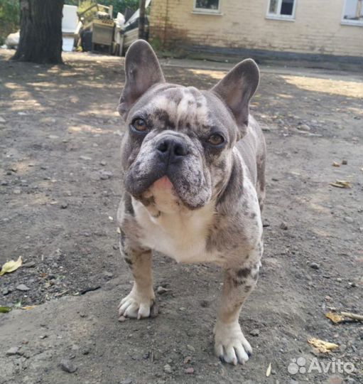 Французский бульдог кабель вязка