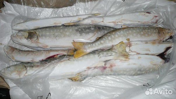 Кунджа свежемороженая