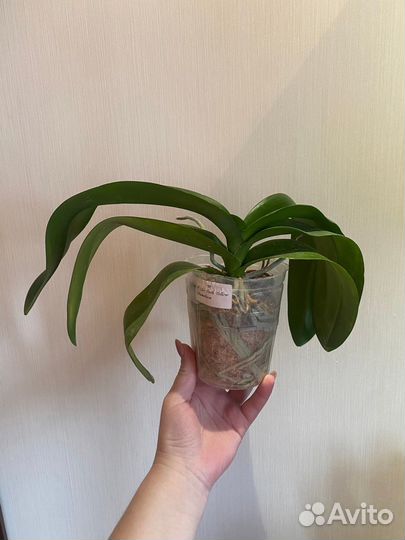 Орхидея фаленопсис