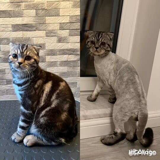 Грумер для собак и кошек