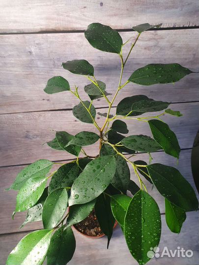 Фикус бенджамина спираль