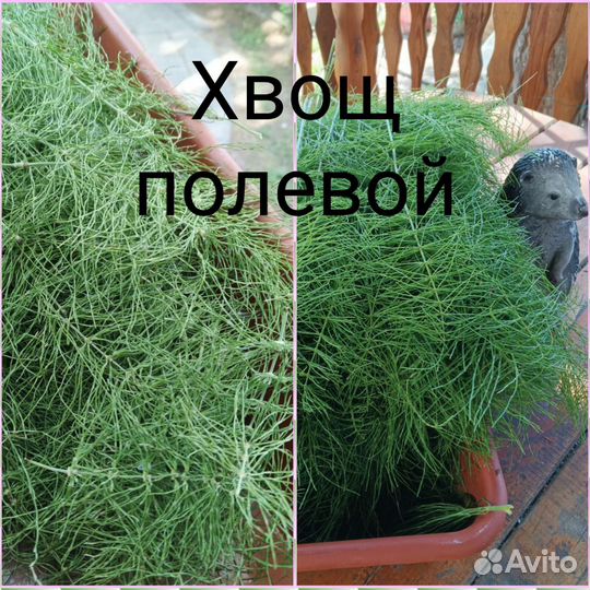 Лекарственные травы, ручной сбор.Тюмень