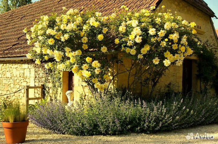 Роза Казино, Мишка, Голдштерн, Пилигрим