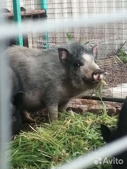 Вьетнамские поросята