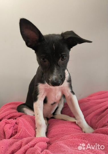 Щенок ищет дом