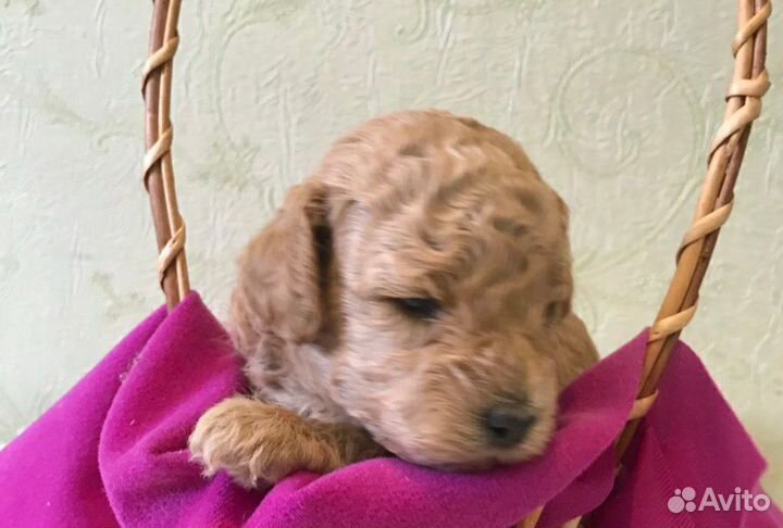 Щенки пуделя