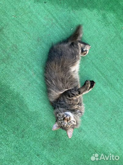 Кошечка в добрые руки