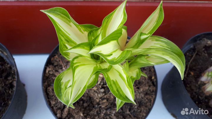 Красавица-хоста