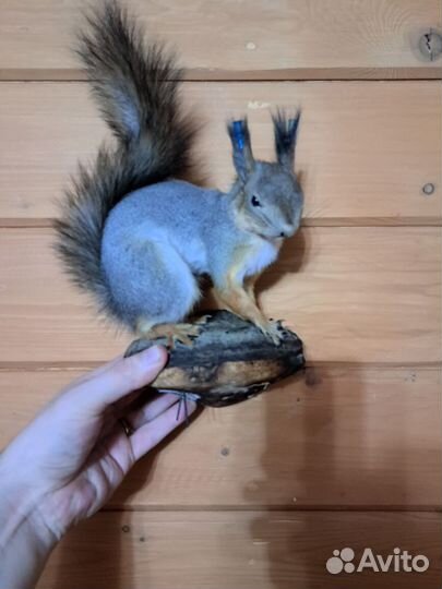 Чучело белок