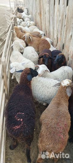 Ягнята помеси