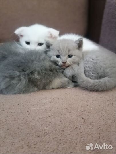 Шотландские чистокровные малыши