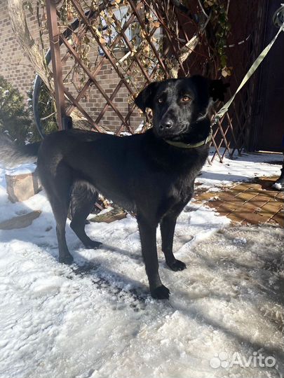 Собака в добрые руки