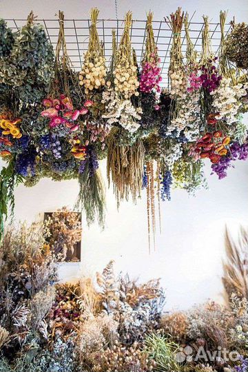 Сухоцветы для творчества