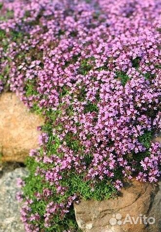 Тимьян ползучий