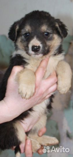 Щеночки девочки