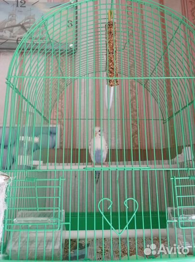 Волнистый попугай с клеткой