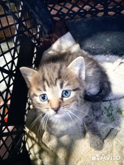 Кошки в добрые руки