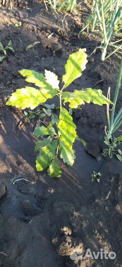 Дуб Эстонский