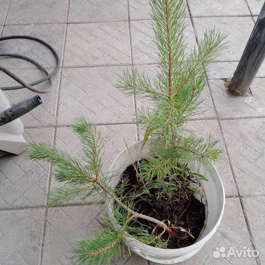 Саженцы сосны