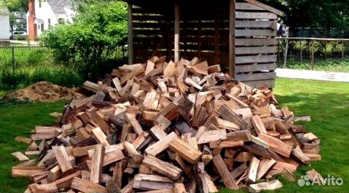 Береза на выбор