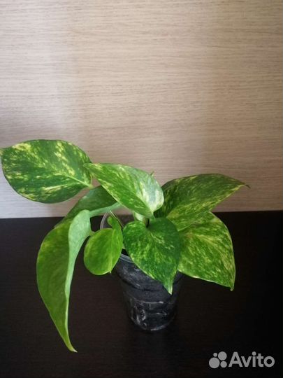 Фиалка, сциндапсус