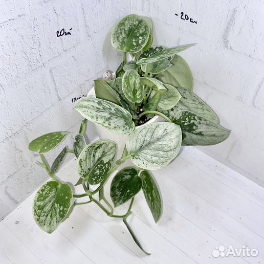 Сциндапсус сильвер энн