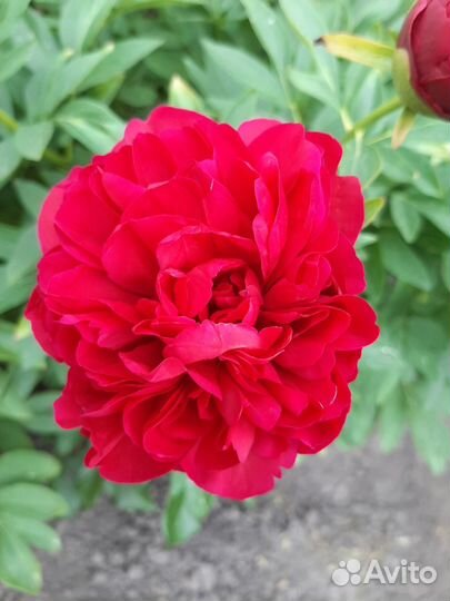 Корни пионов/ред чарм, кэрол, неон