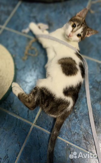 Кошки в добрые руки бесплатно