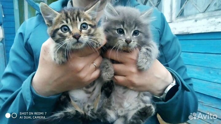 Кот в добрые руки