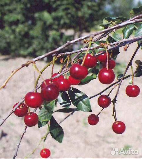 Саженцы Вишни для Кемерово зкс