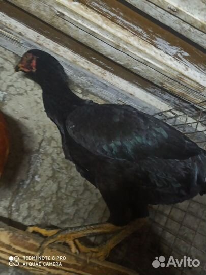 Бойцовая птица