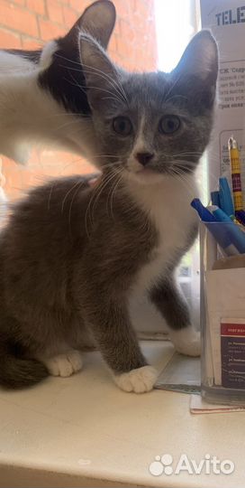 Кошки в добрые руки бесплатно