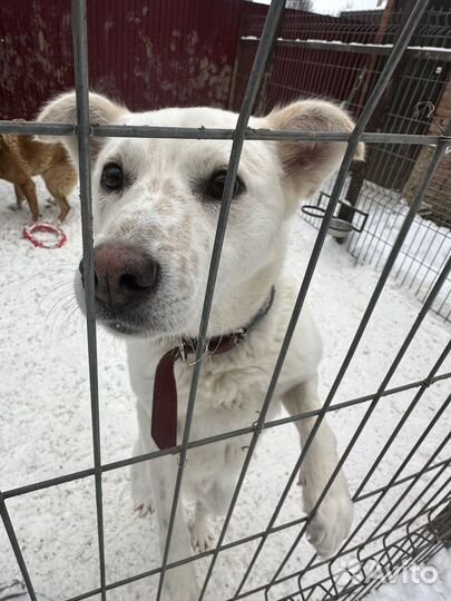 Собака в дар