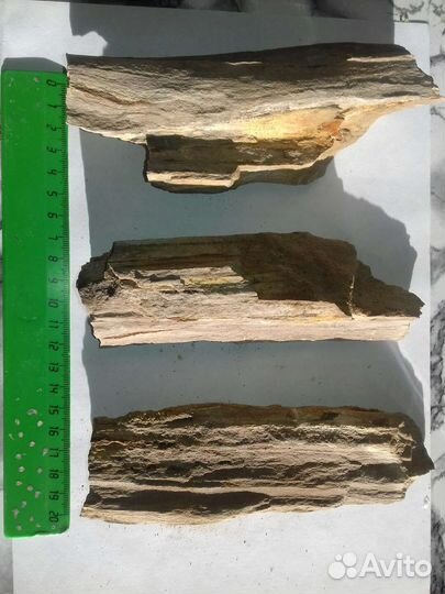 Окаменелое дерево