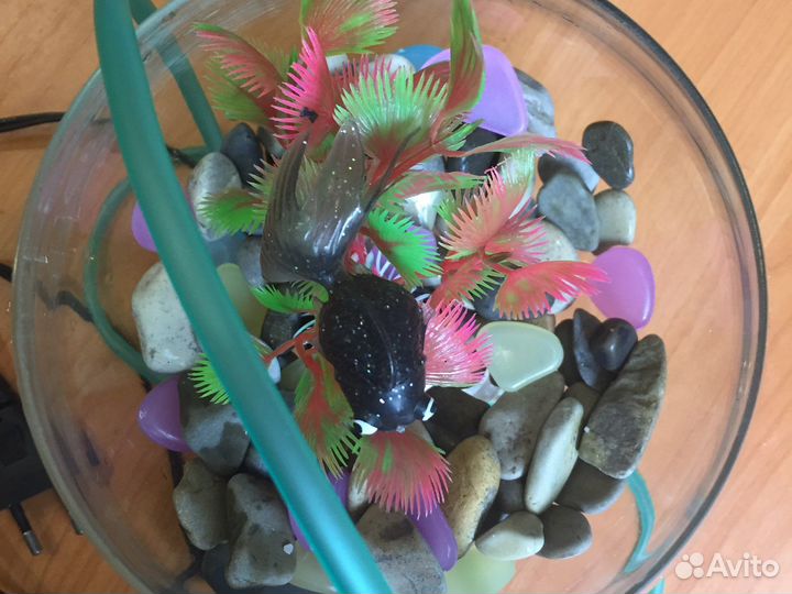 Аквариум бокал