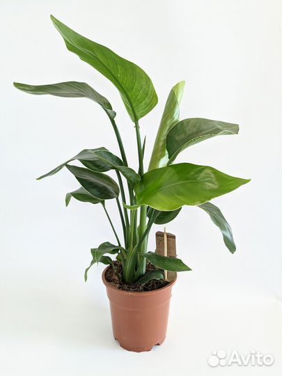 Стрелиция Николай 17/70