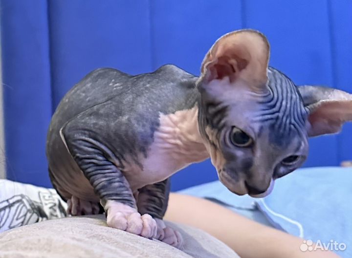 Котенок 2.5 мес сфинкс девочка
