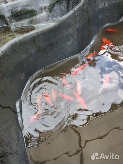 Рыбки для пруда