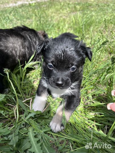 Пекинес помесь