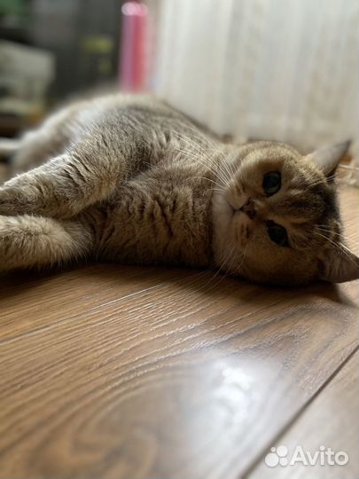 Британская золотая шиншилла