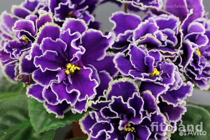 Детки фиалок