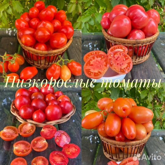 Семена коллекционных томатов