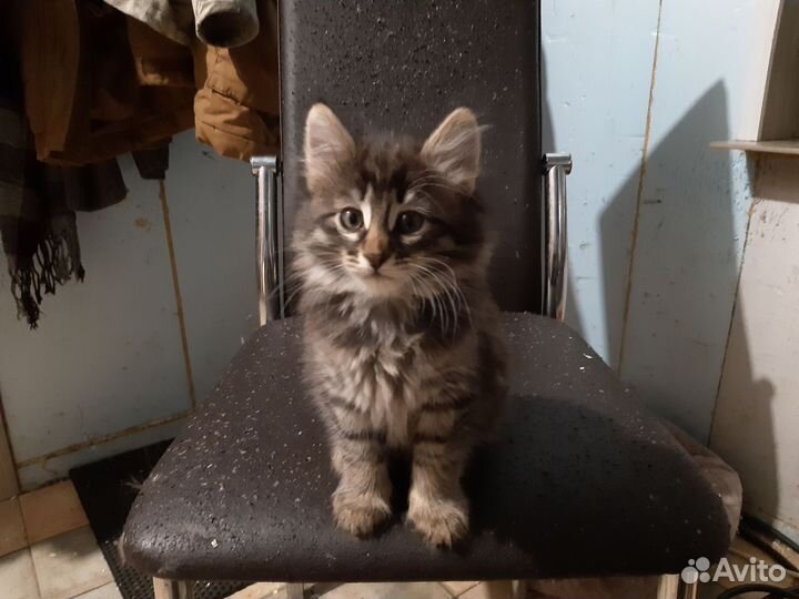 Котята от норвежской лесной кошки