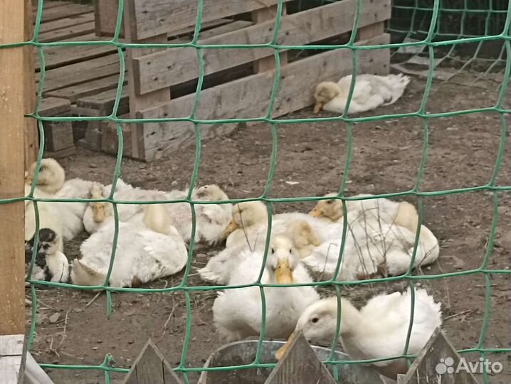 Куры броллеры утки муларды гуси линда