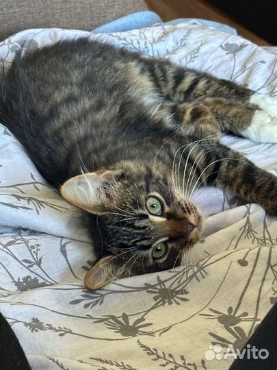 Отдам кошечку 5 месяцев
