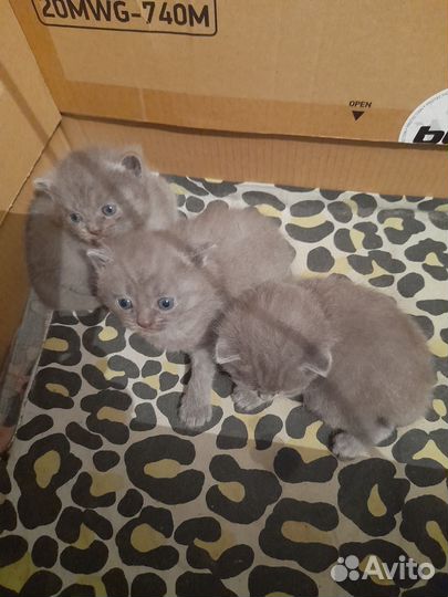 Британская