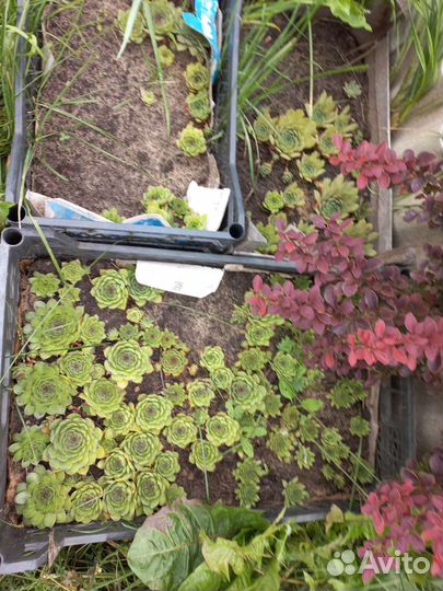 Молодило каменная роза